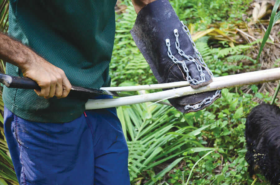 Wearing a metal-lined glove, Murillo slices open a heart of palm.