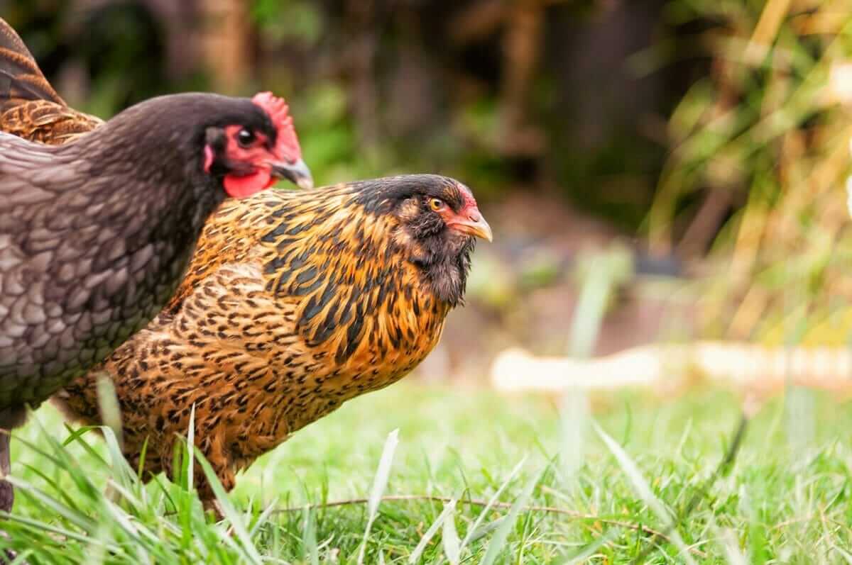 Backyard Chicken Regulations