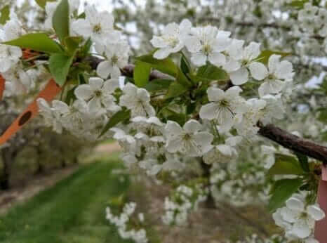 Cherry blossoms.