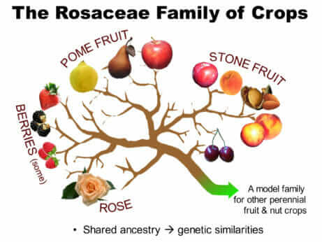 A graphic depicting the Rosaceae family of crops.