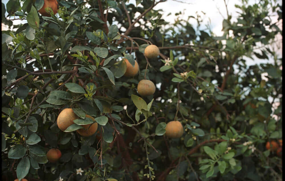 Oranges, greening