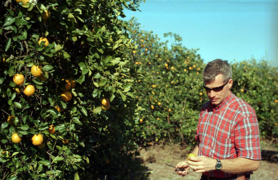  Larry Black, 39, of Fort Meade, Florida, examines a diseased fruit. 