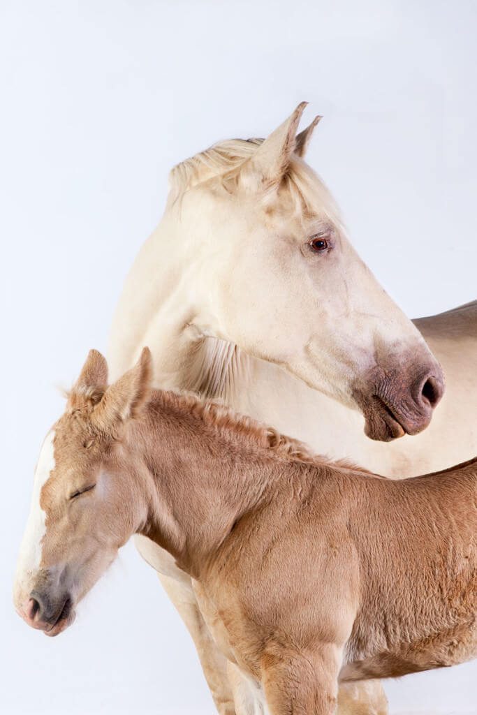 draft-horses-american-cream-duo