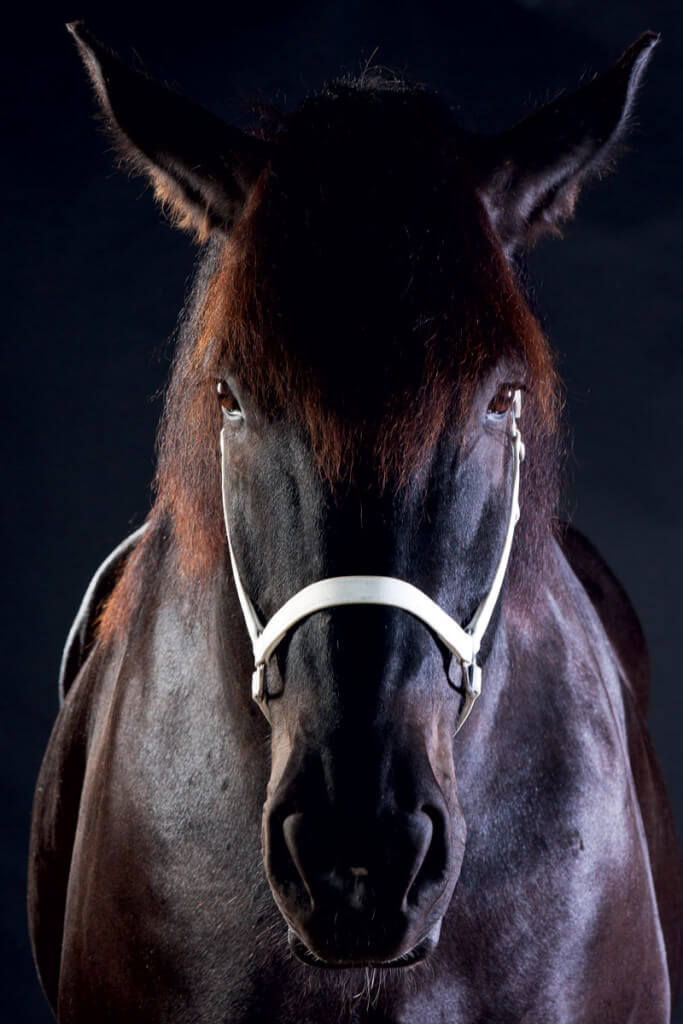 draft-horses-percheron-detail