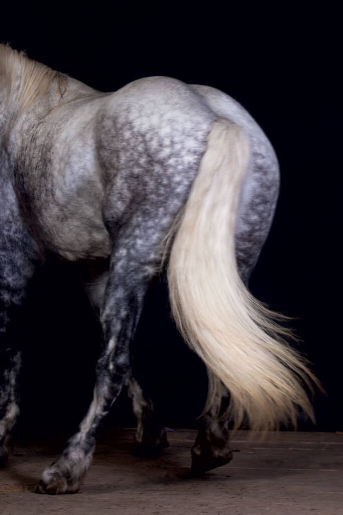 draft-horses-percheron-tail