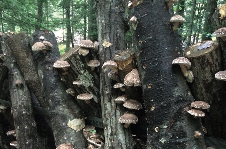 grow shiitake mushrooms