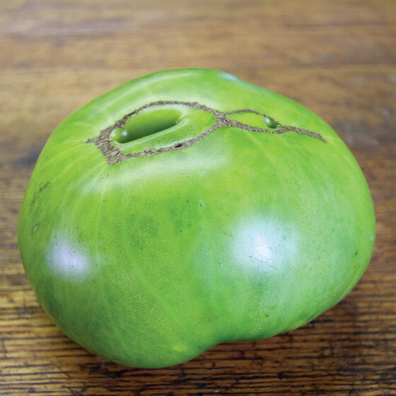 HEIRLOOM-TOMATO-AuntRubysGermanGreen_bakercreek