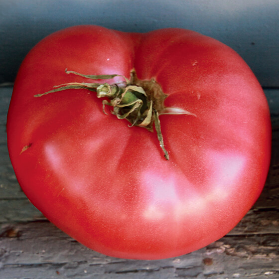 HEIRLOOM-TOMATO-German-Pink_baker-creek