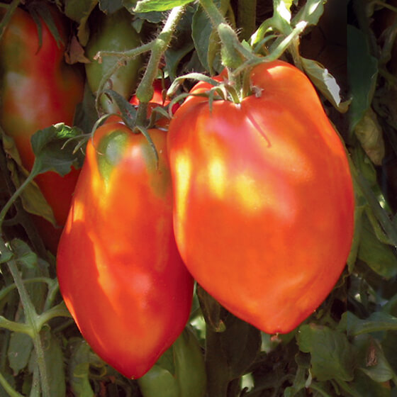 HEIRLOOM-TOMATO-san-marzano-redorta.jpg