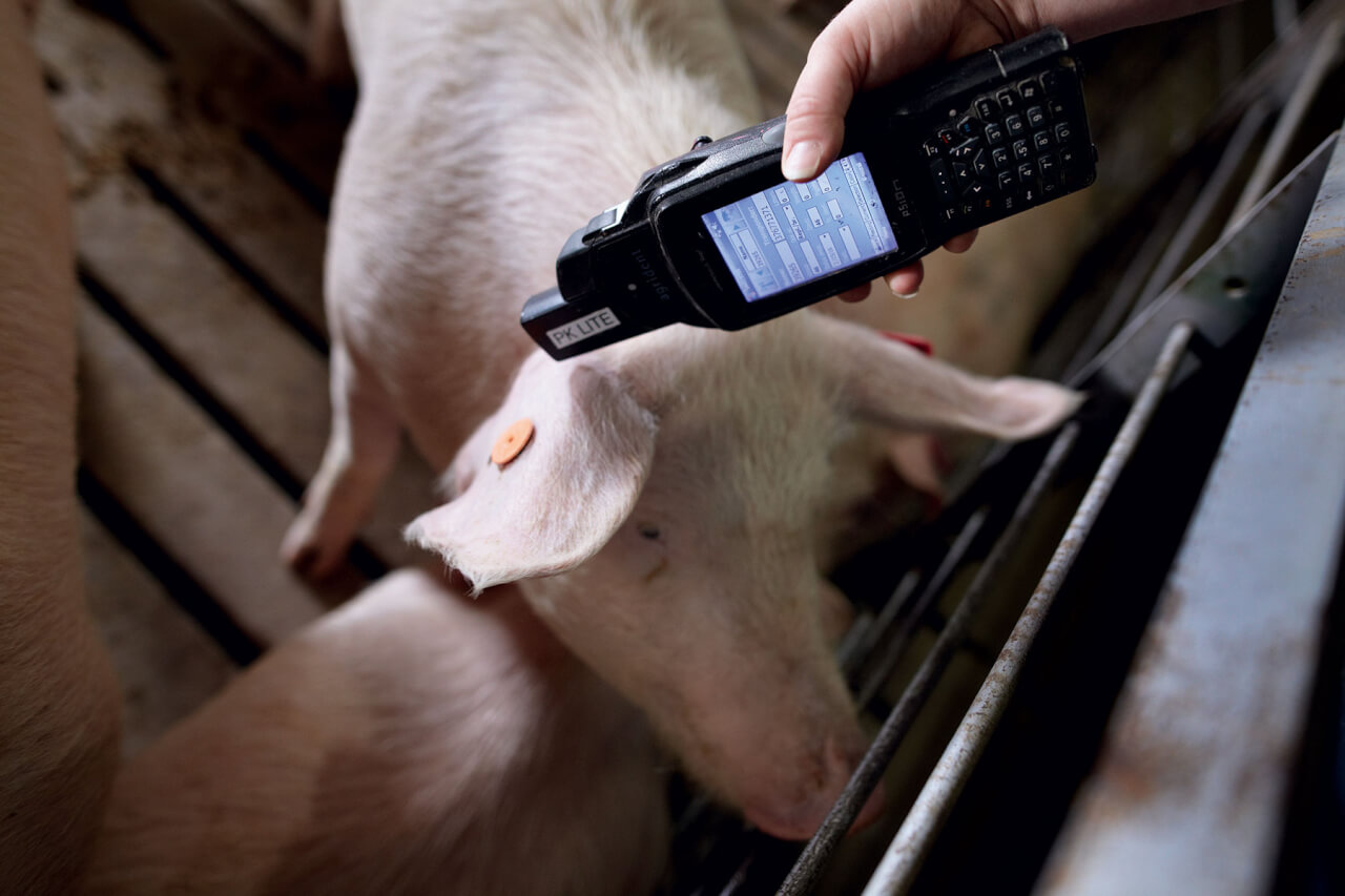 humane-pig-farming-ear-tag