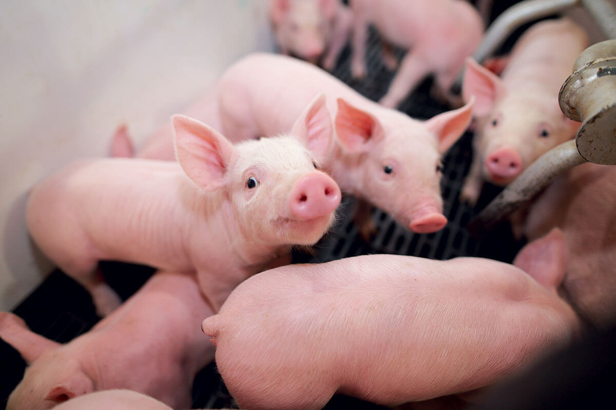 humane-pig-farming-piglets