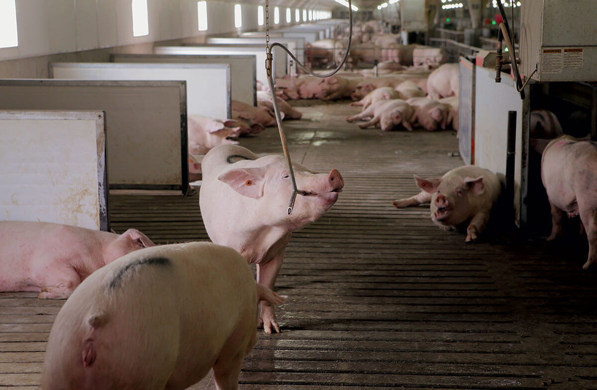 humane-pig-farming-water-fountains