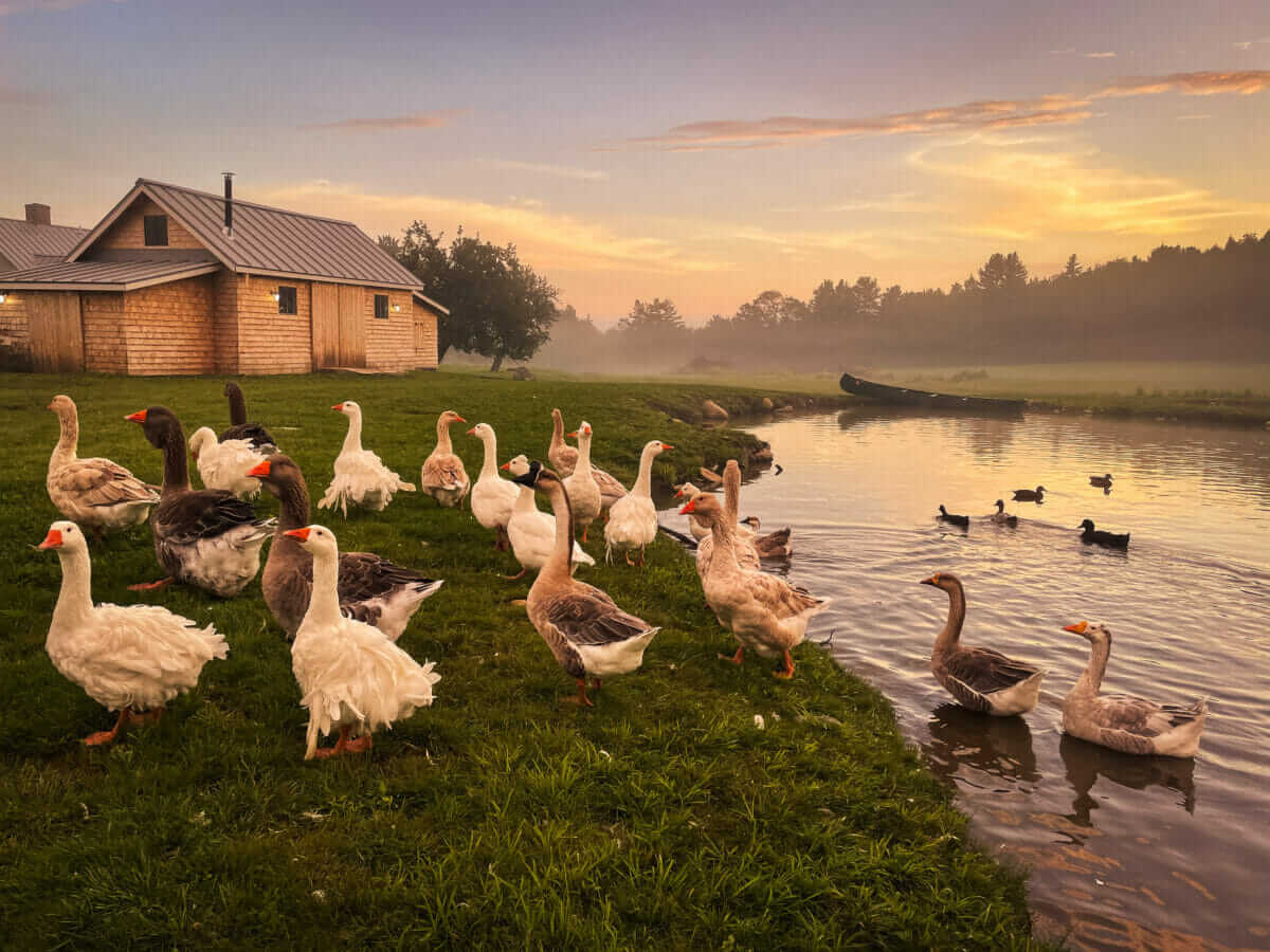 A flock of geese.