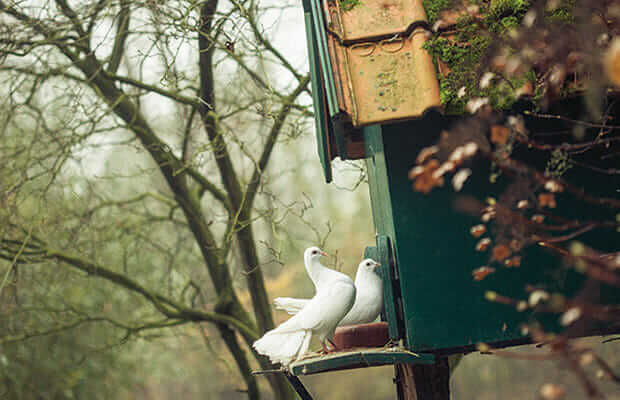 Domesticated Fantail doves on the property.