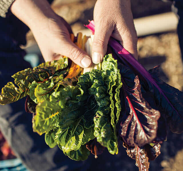 Jose Wallbrou picks Swiss chard.