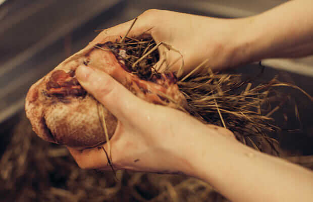 A duck being stuffed with hay.