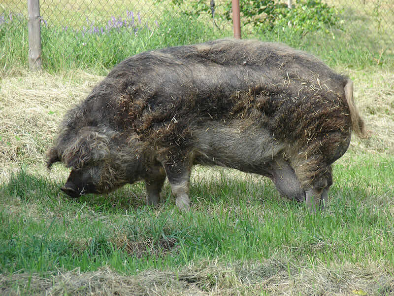 Mangalitsa