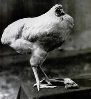 Mike the Headless Chicken, ca. 1945. / Courtesy miketheheadlesschicken.org