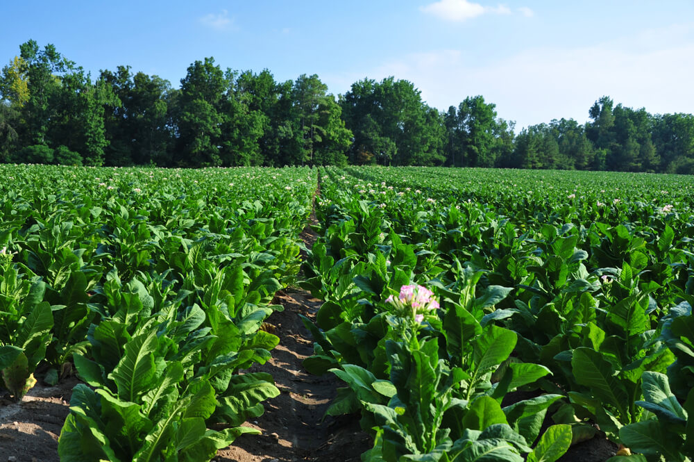 North Carolina Tobacco Field