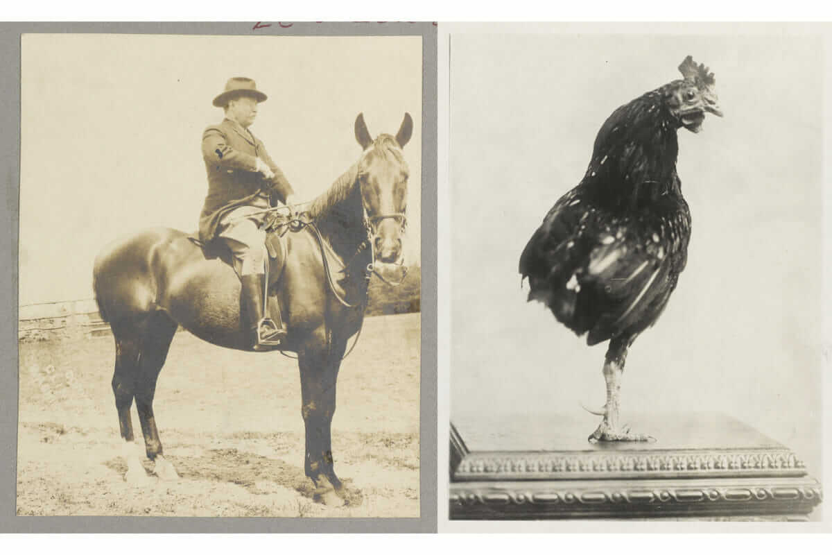 Theodore Roosevelt on horseback, ca. 1909, along with his one-legged pet rooster, ca. 1910.