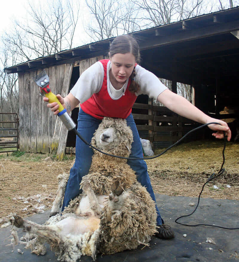 While Chamelin uses blade shears, she estimates most of her work is still done with mechanical shears.