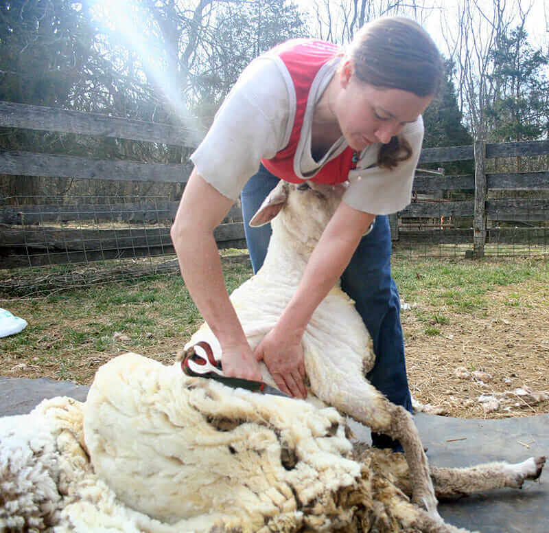 Chamelin and a close-to-shorn sheep.