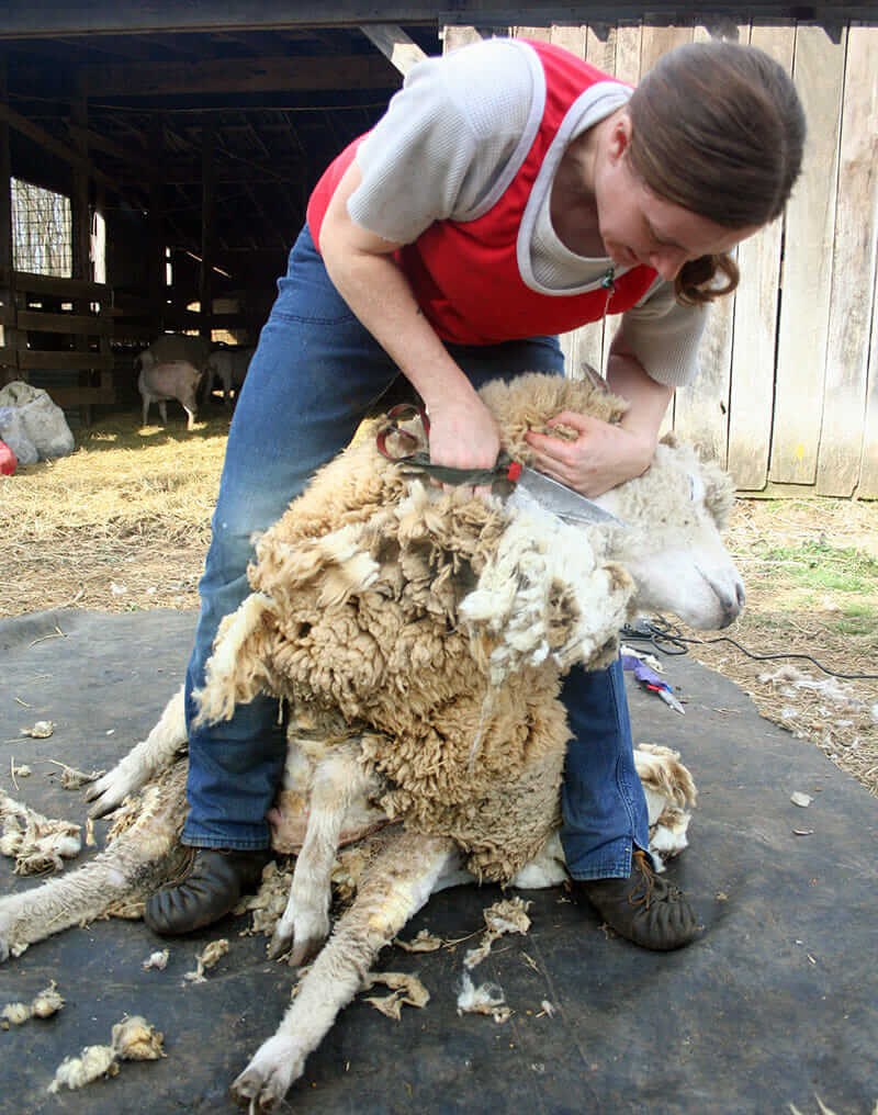 Chamelin begins to remove the fleece from a sheep, using blade shears.