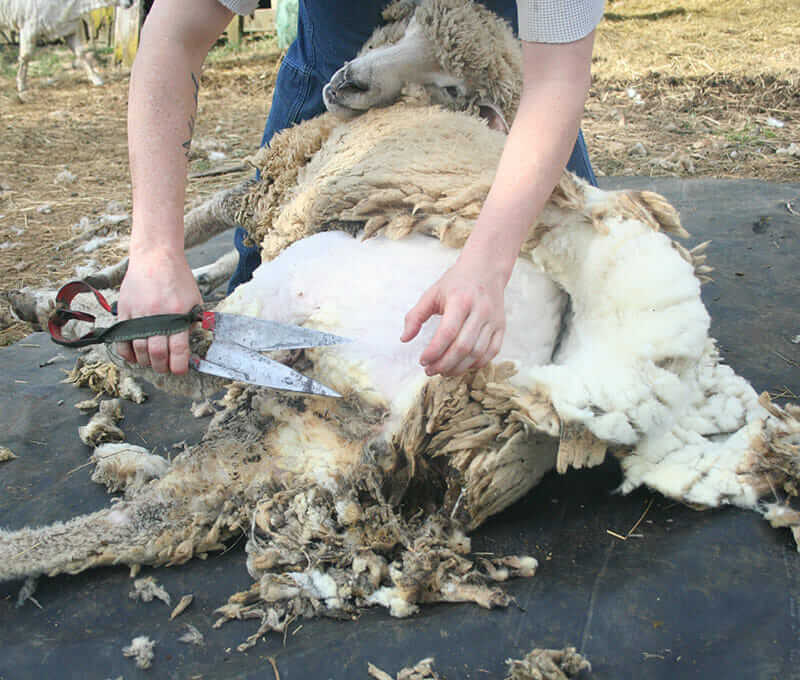 Chamelin uses blade shears for some of her work, a technique that nearly died out in the U.S.