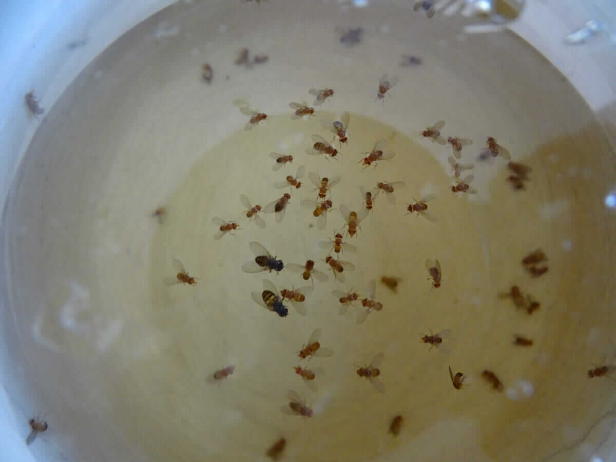 how to catch fruit flies