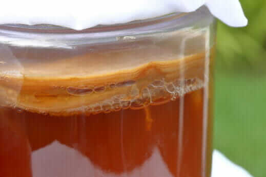 Komnucha SCOBY.