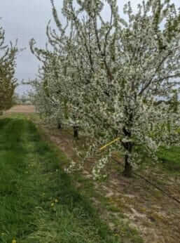 Cherry trees.