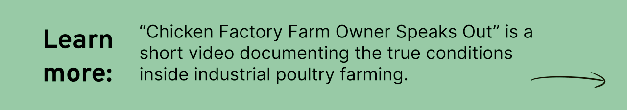 “Chicken Factory Farm Owner Speaks Out” is a short video documenting the true conditions inside industrial poultry farming. 