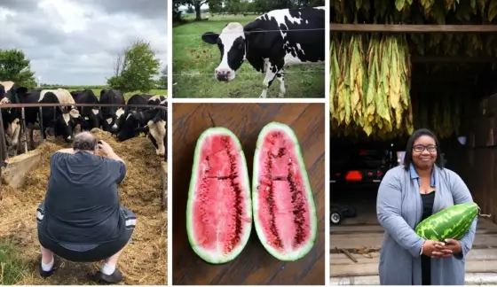 Collage of images from Freeman and Fitzwater's search for heirloom watermelons.