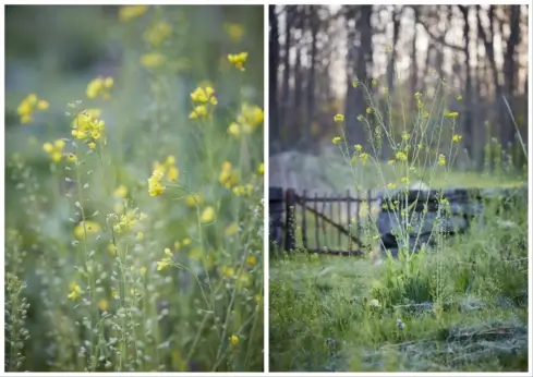 Left: Close up view of rapa plant. Right: Rapa growing in front of a gate.