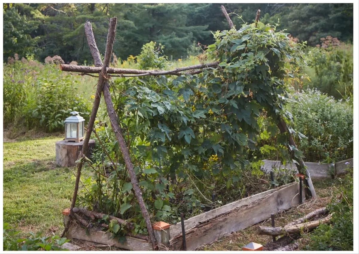 Hops growing on an A-frame trellis.