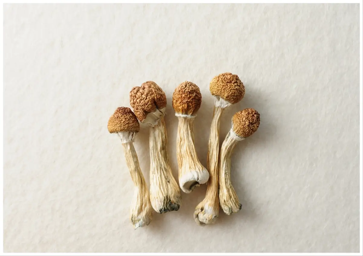 Psilocybin mushrooms.