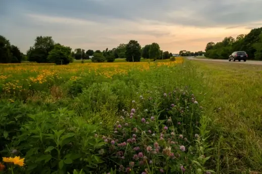 Flowers blooming by the side of the road.