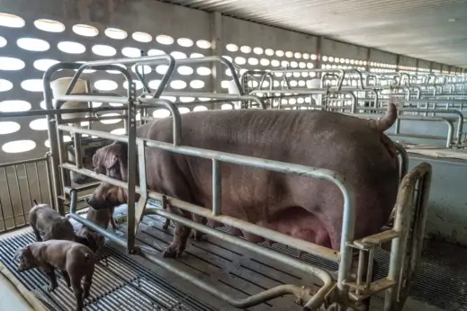 Mother pig in a gestation crate.